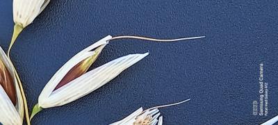 Click for 2 image(s) for this accession. Panicle
